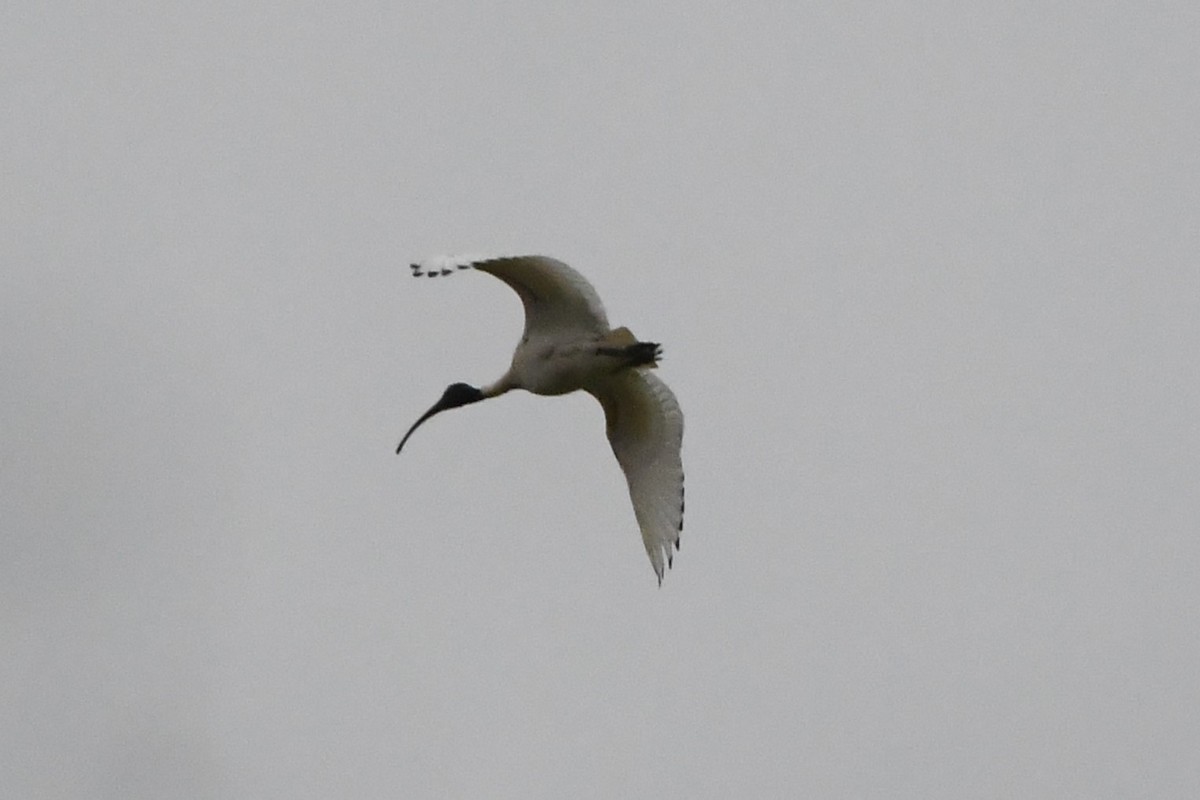 ibis australský - ML620368576