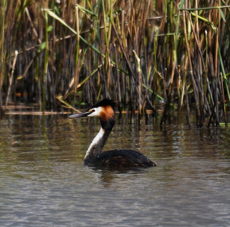 Great Crested Grebe - ML620368581