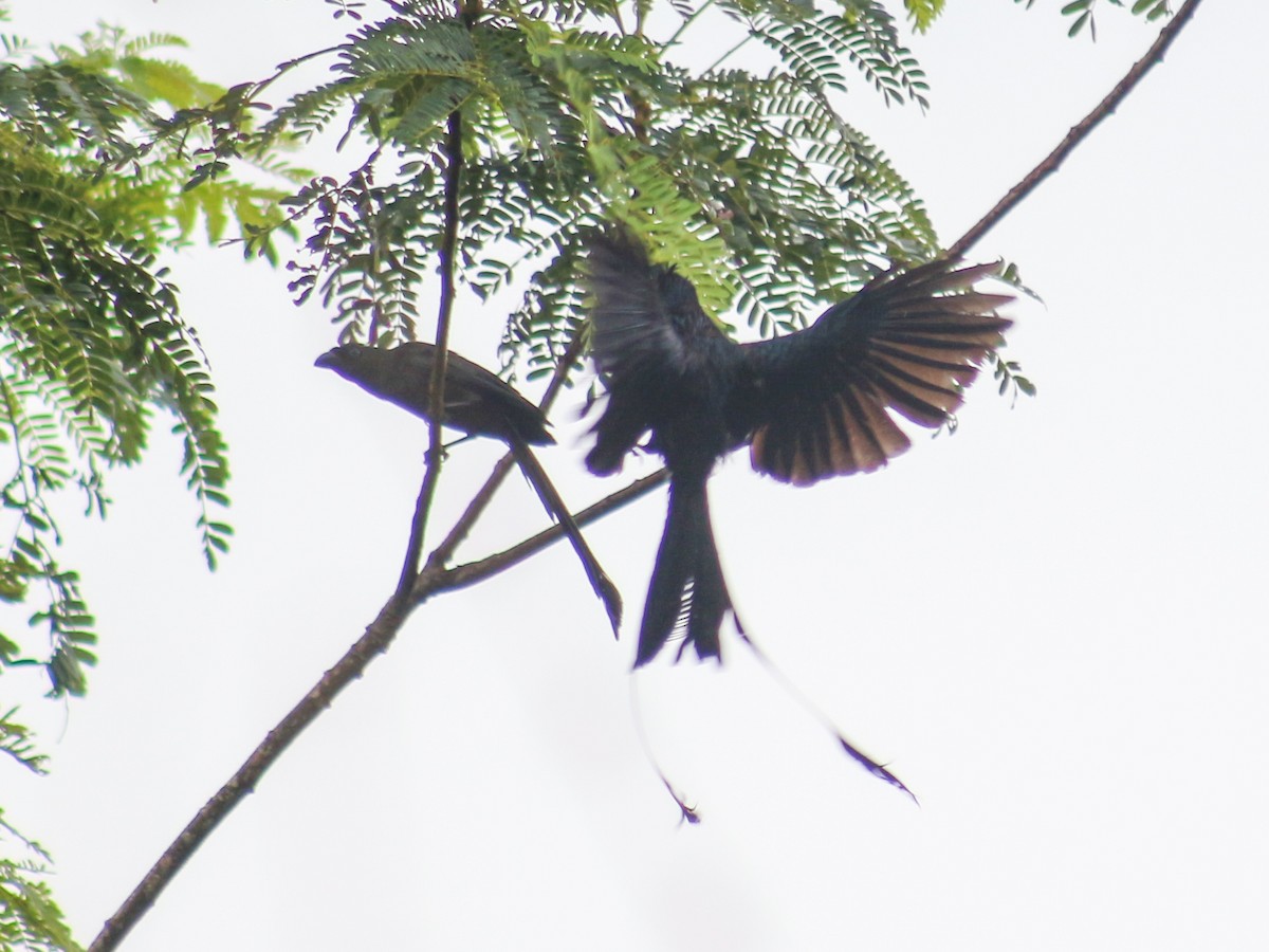 Racket-tailed Treepie - ML620368583