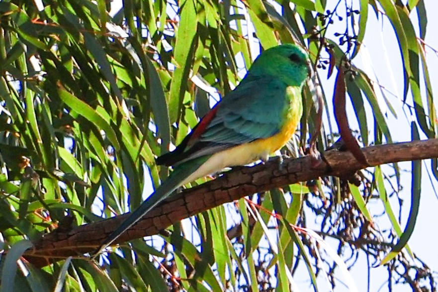 Red-rumped Parrot - ML620368590