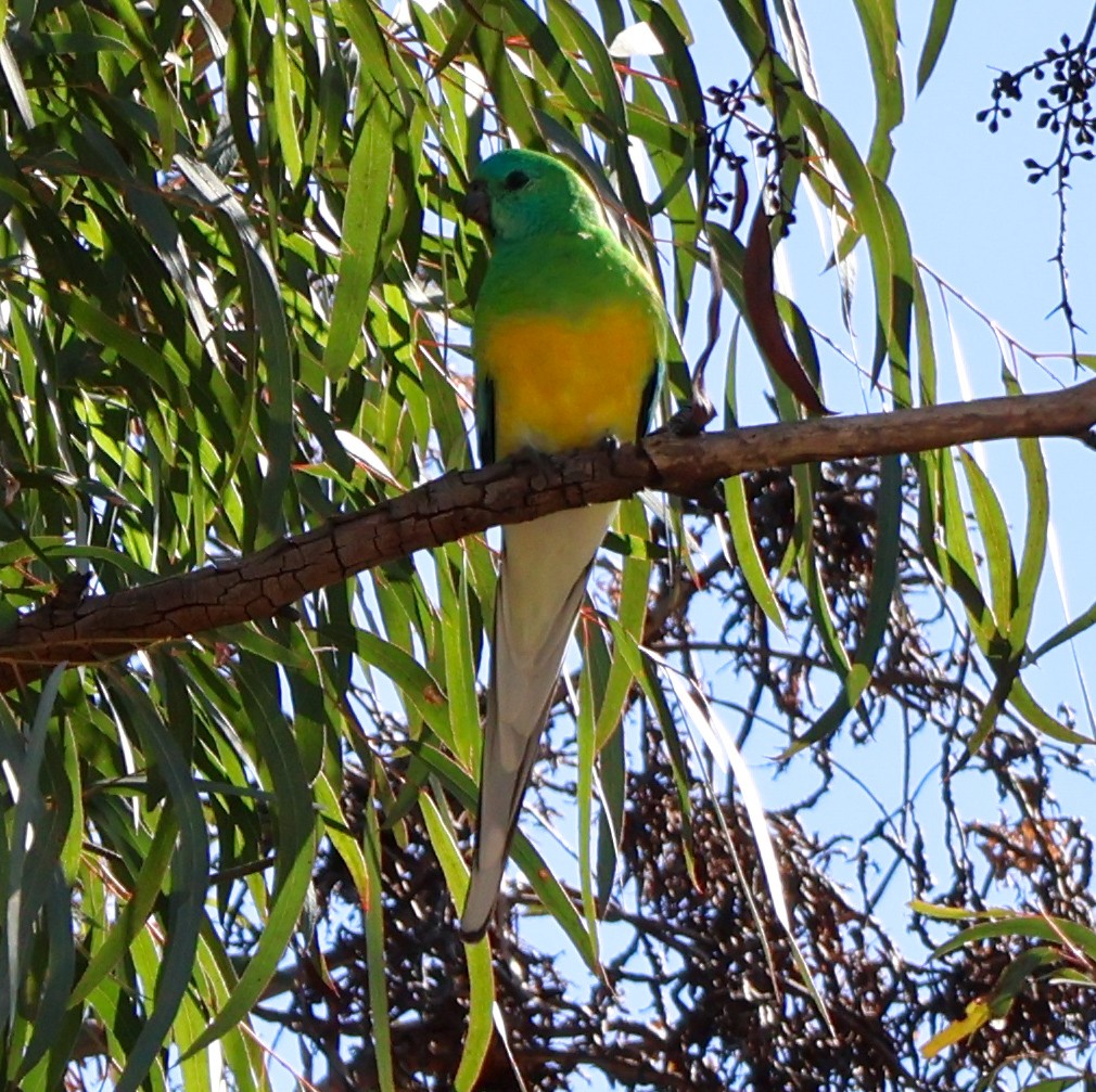 Red-rumped Parrot - ML620368591