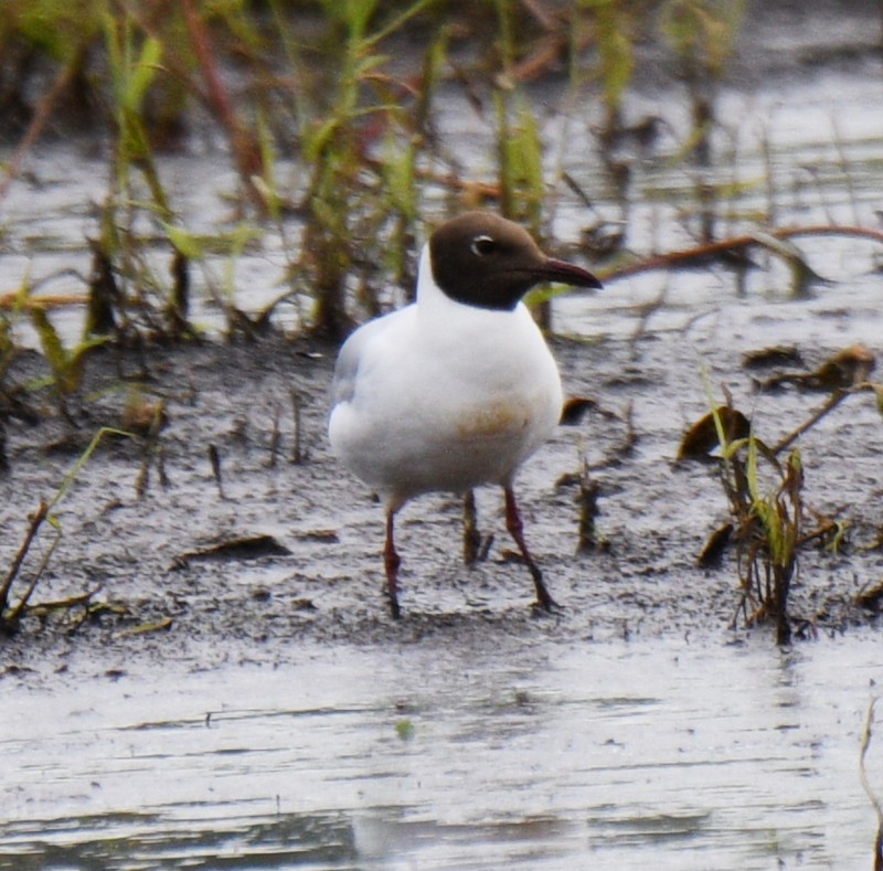 Mouette rieuse - ML620368602