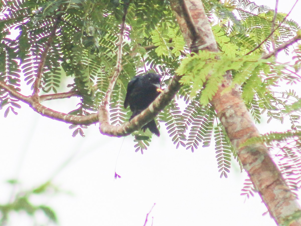 Greater Racket-tailed Drongo - ML620368615