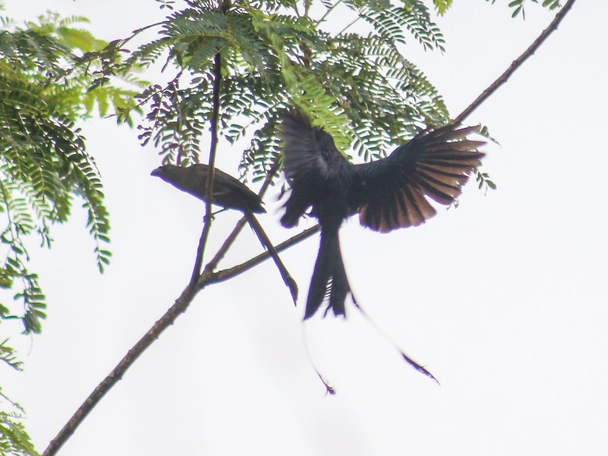 Greater Racket-tailed Drongo - ML620368616