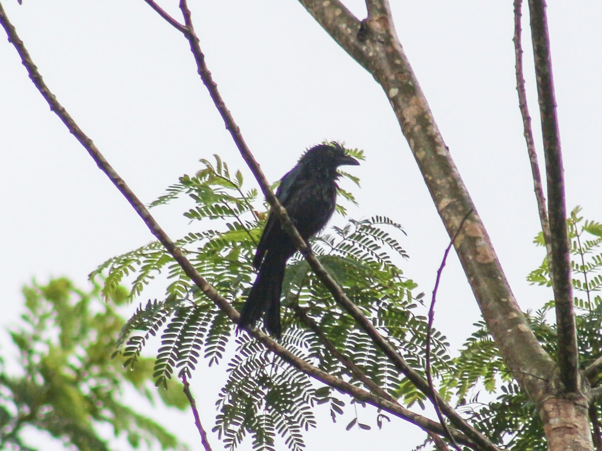 Greater Racket-tailed Drongo - ML620368617