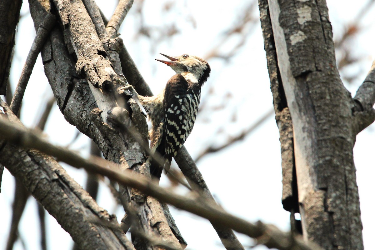Brown-fronted Woodpecker - ML620368620
