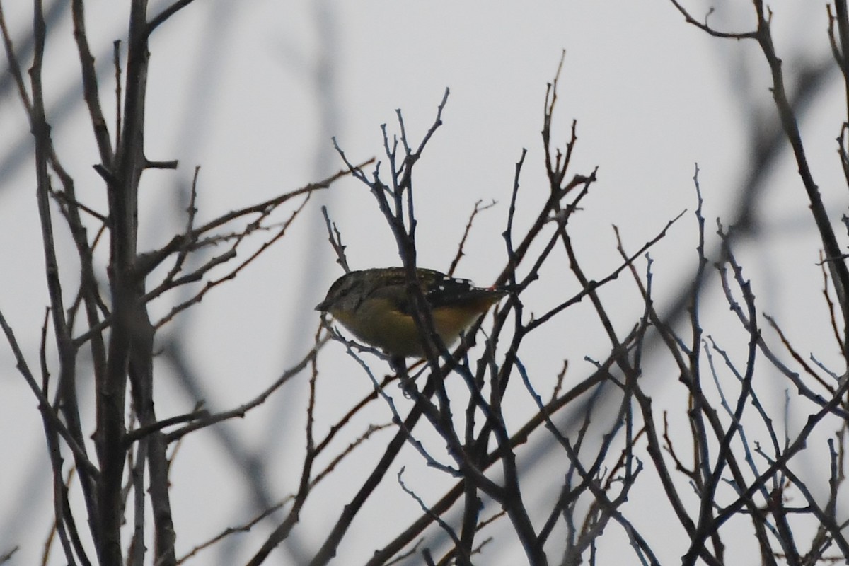 Spotted Pardalote - ML620368640