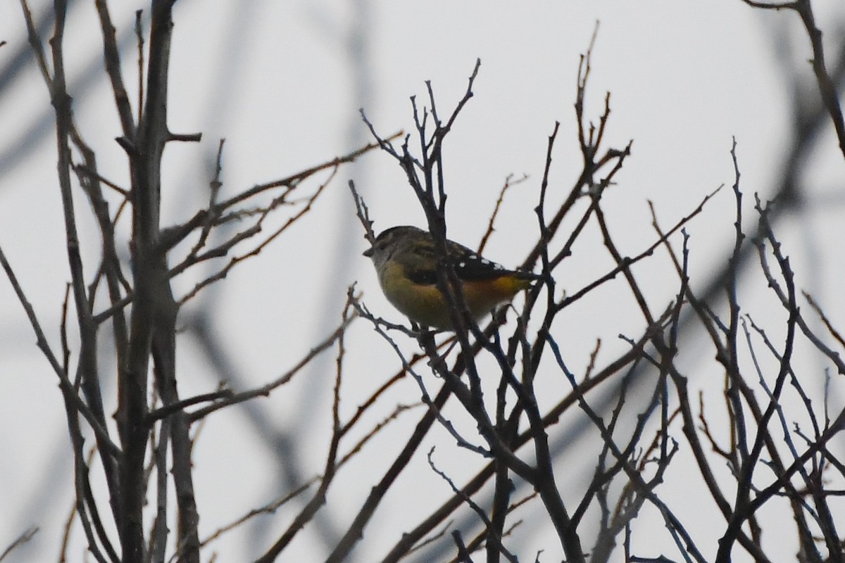 Spotted Pardalote - ML620368641