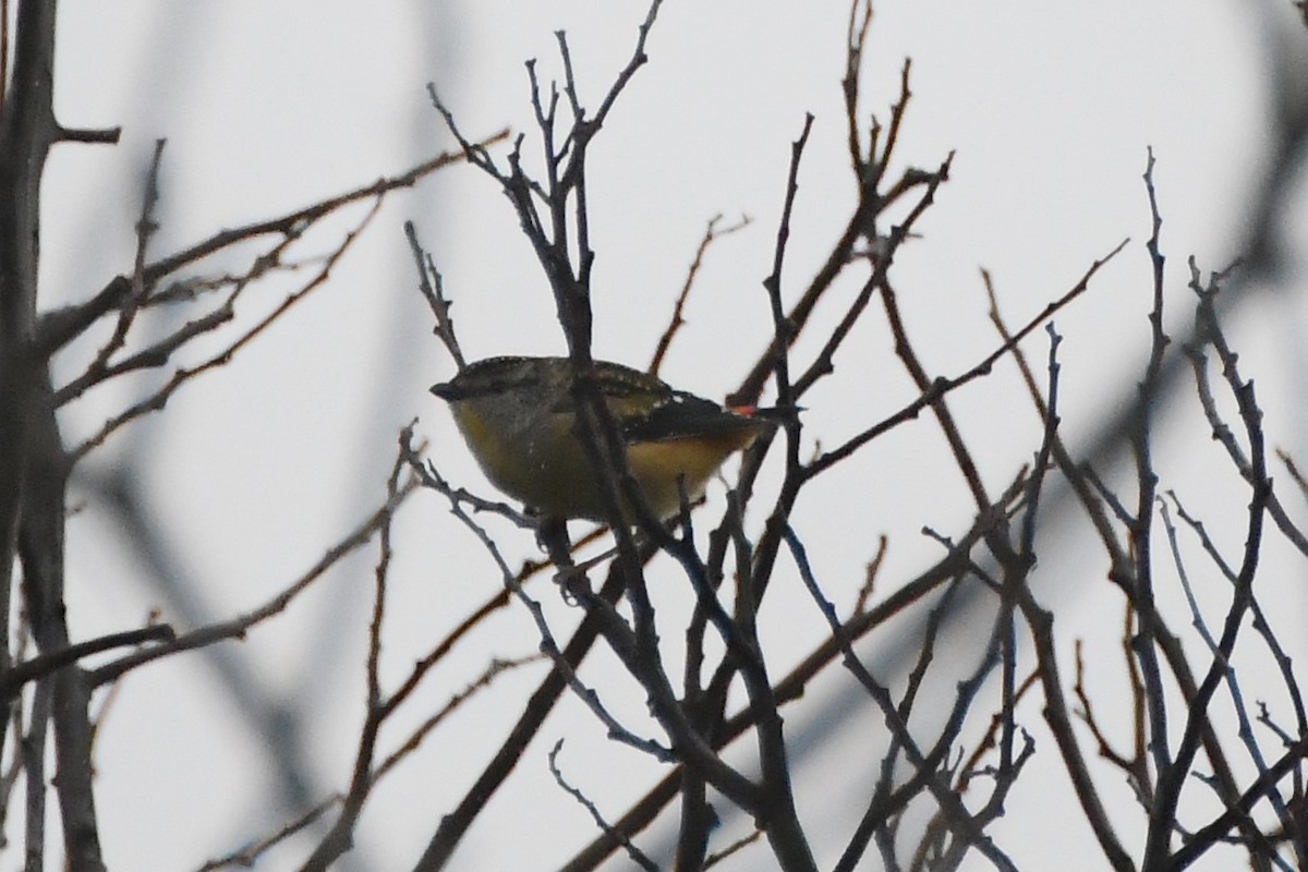 Spotted Pardalote - ML620368642