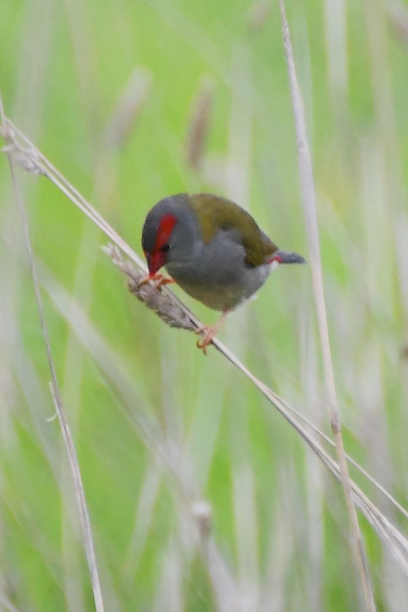 Red-browed Firetail - ML620368643