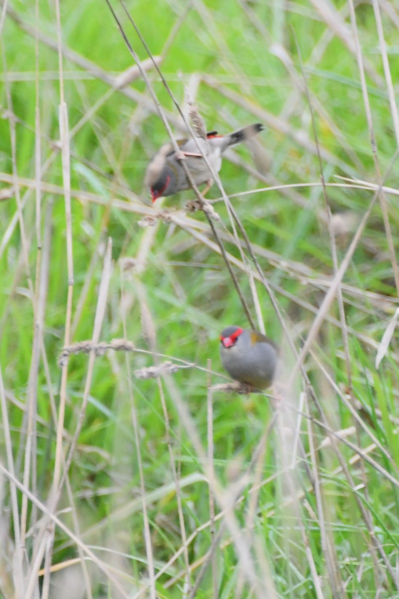Red-browed Firetail - ML620368646