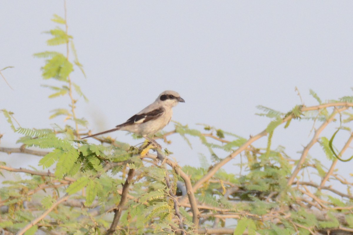 Серый сорокопут (pallidirostris) - ML620368666