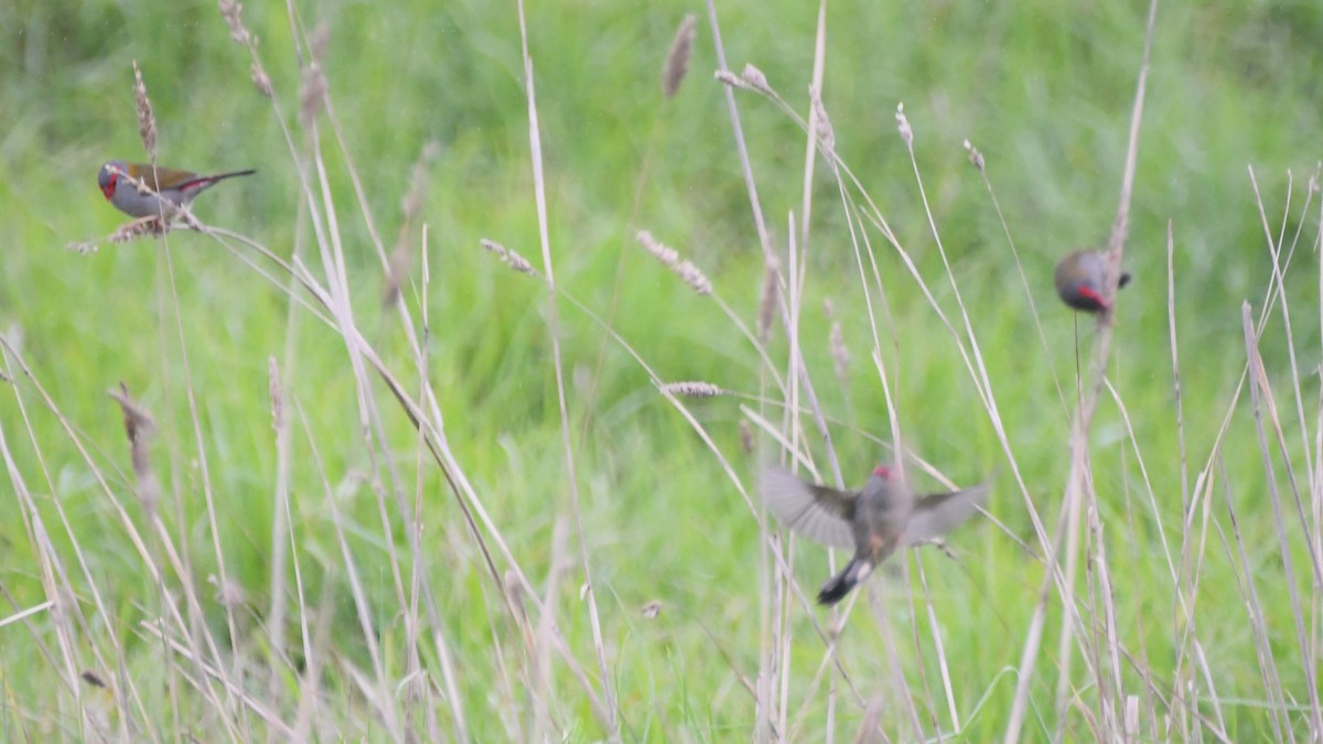 Red-browed Firetail - ML620368669