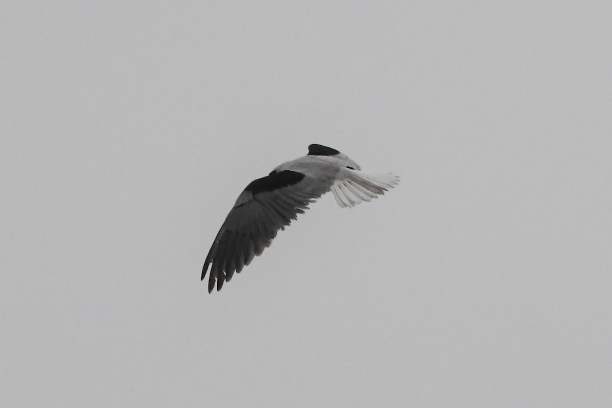 Black-shouldered Kite - ML620368675
