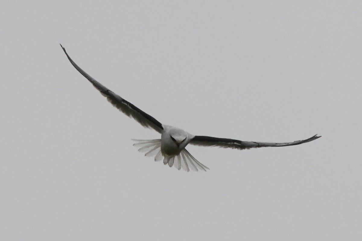 Black-shouldered Kite - ML620368676