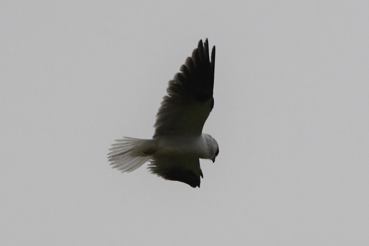 Black-shouldered Kite - ML620368678