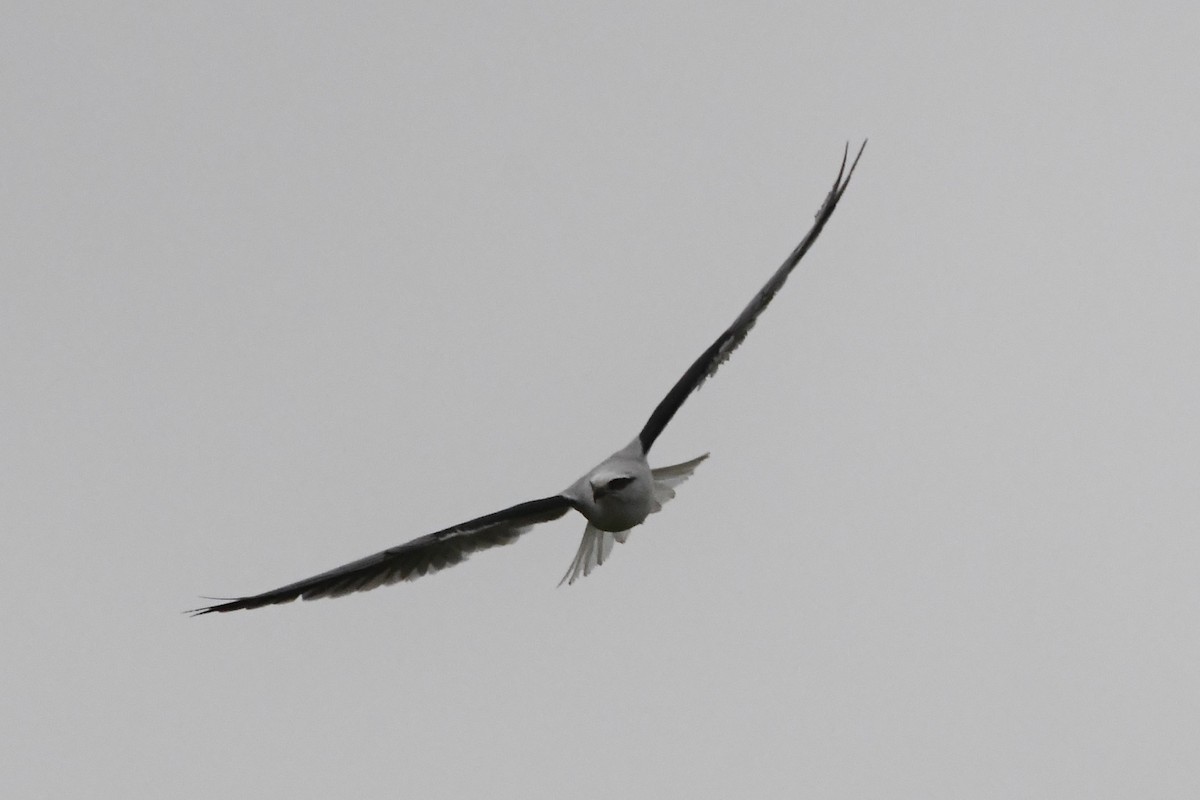 Black-shouldered Kite - ML620368679