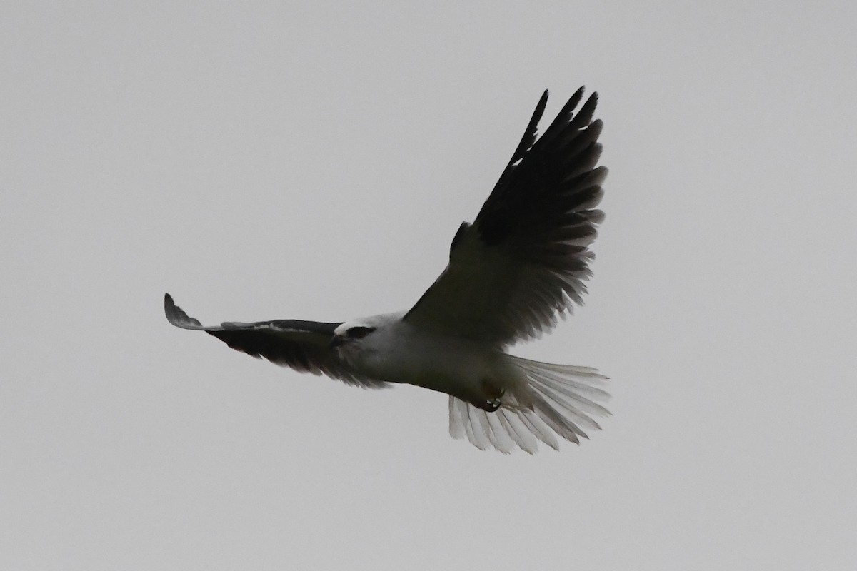Black-shouldered Kite - ML620368680