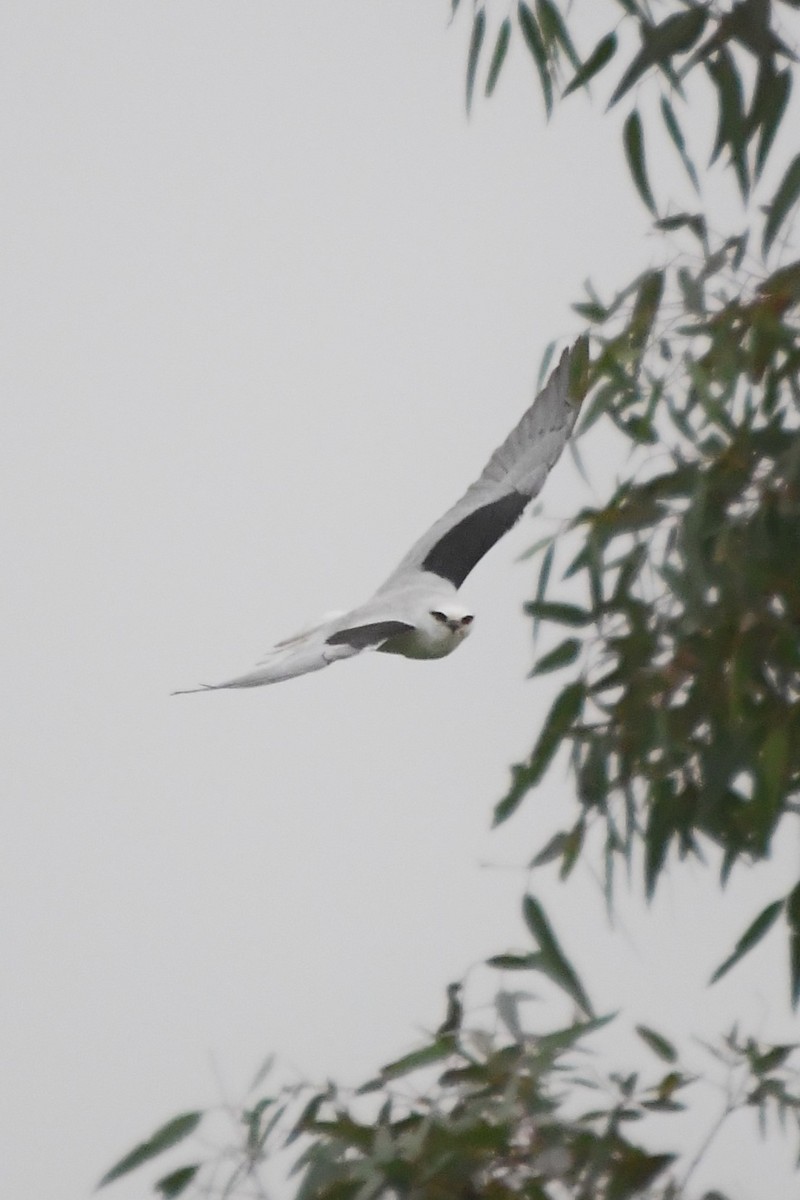 Black-shouldered Kite - ML620368682