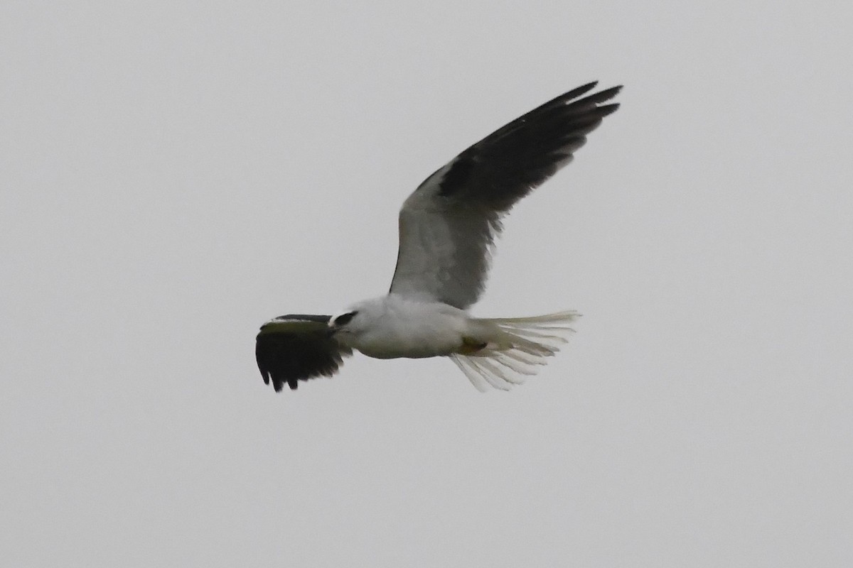 Black-shouldered Kite - ML620368683