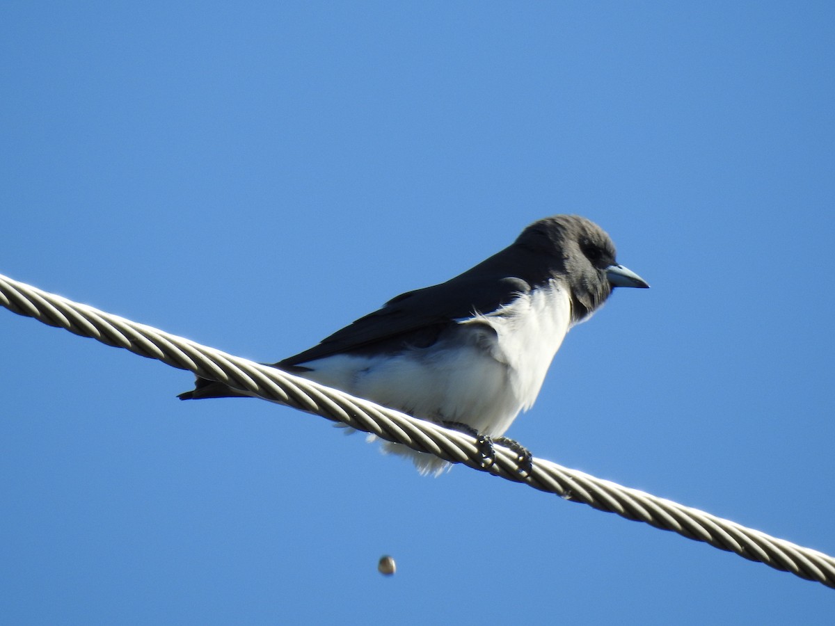 White-breasted Woodswallow - ML620368689