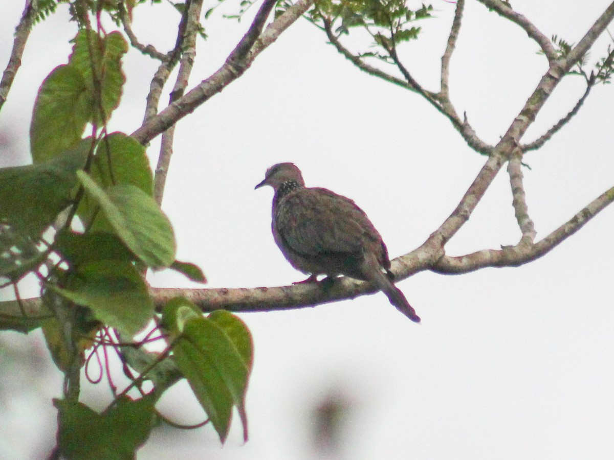 Spotted Dove - ML620368720