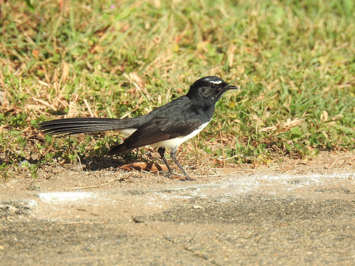 Willie-wagtail - ML620368728
