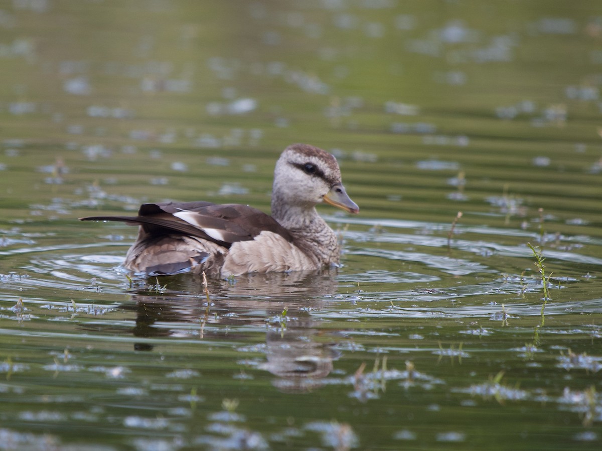 Cotton Pygmy-Goose - ML620368734