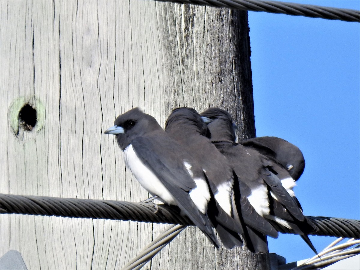 White-breasted Woodswallow - ML620368742