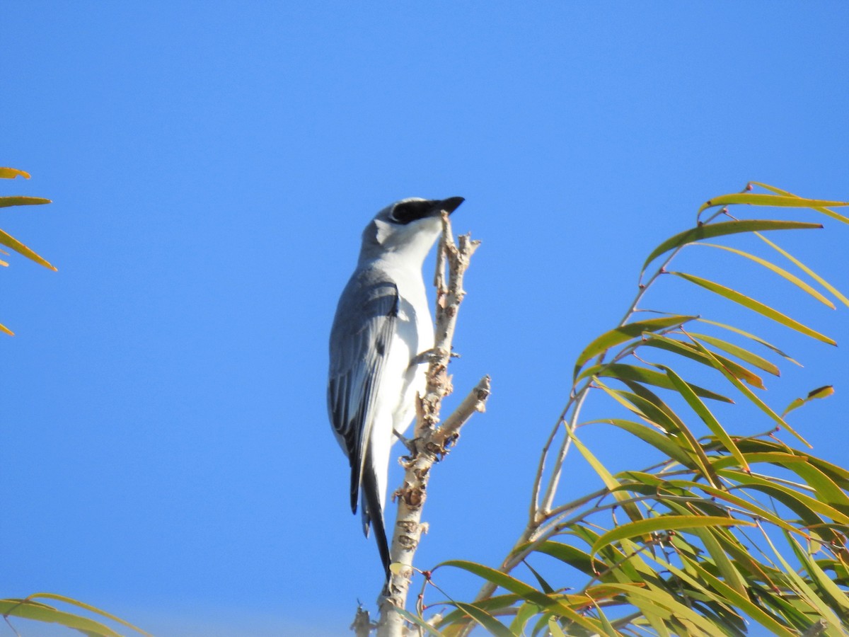 White-bellied Cuckooshrike - ML620368745