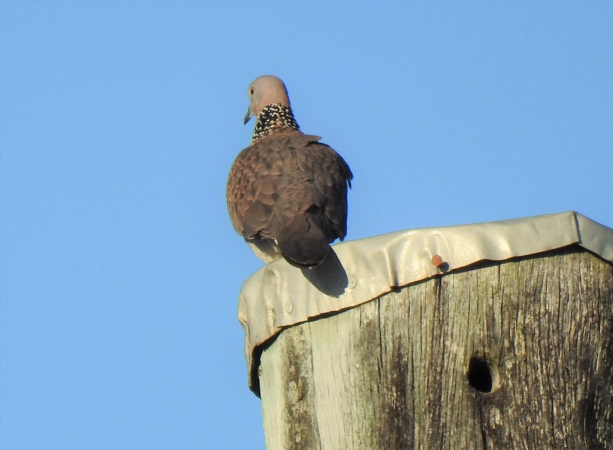 Spotted Dove - ML620368786