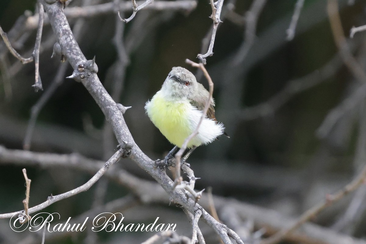 Purple-rumped Sunbird - ML620368790