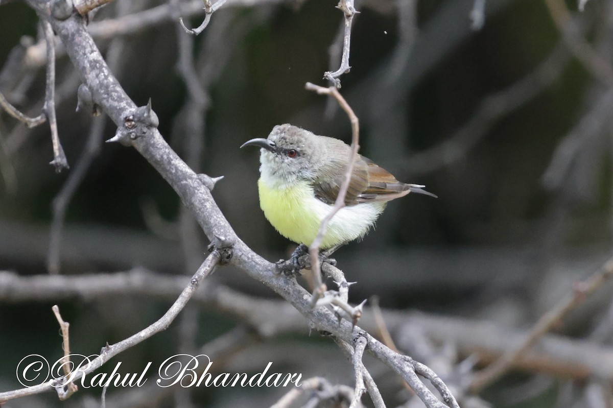 Purple-rumped Sunbird - ML620368792