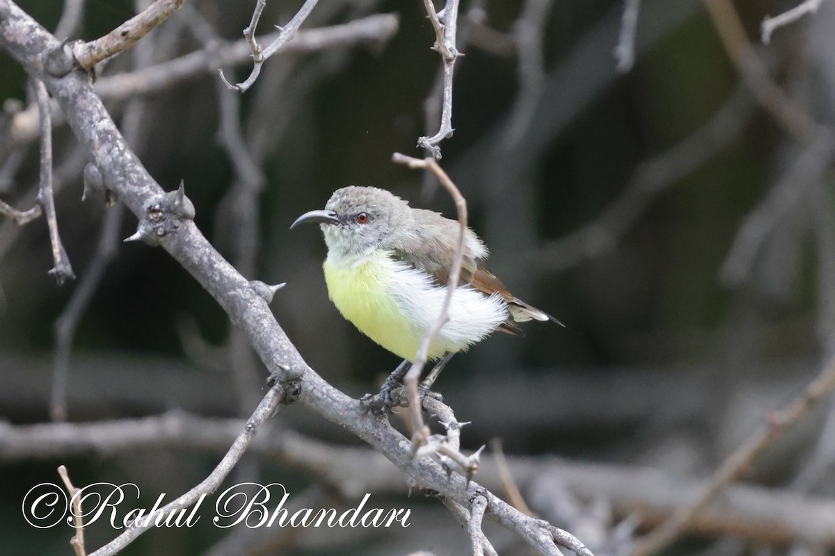 Purple-rumped Sunbird - ML620368793