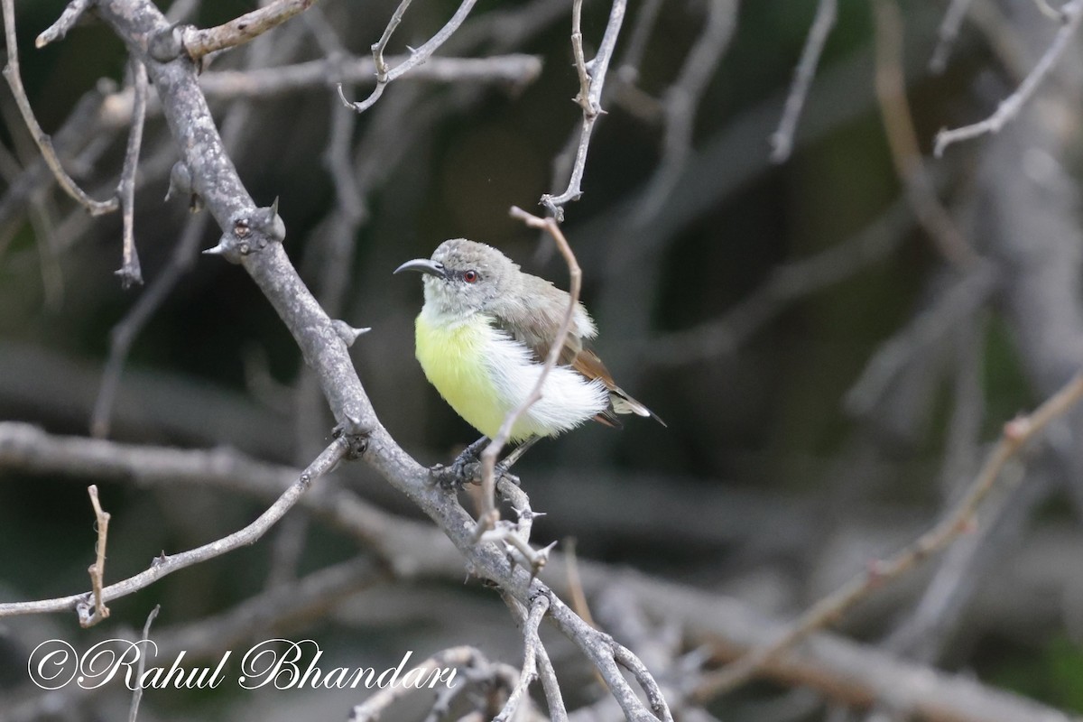 Purple-rumped Sunbird - ML620368794