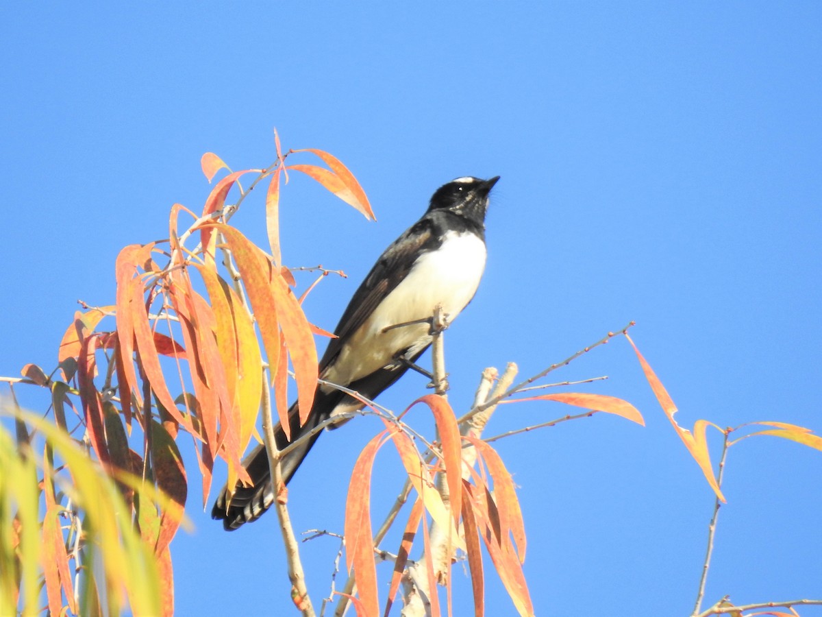 Willie-wagtail - ML620368799