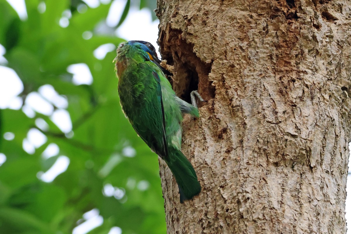 Taiwan Barbet - ML620368802