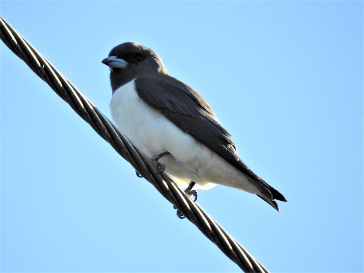 White-breasted Woodswallow - ML620368821
