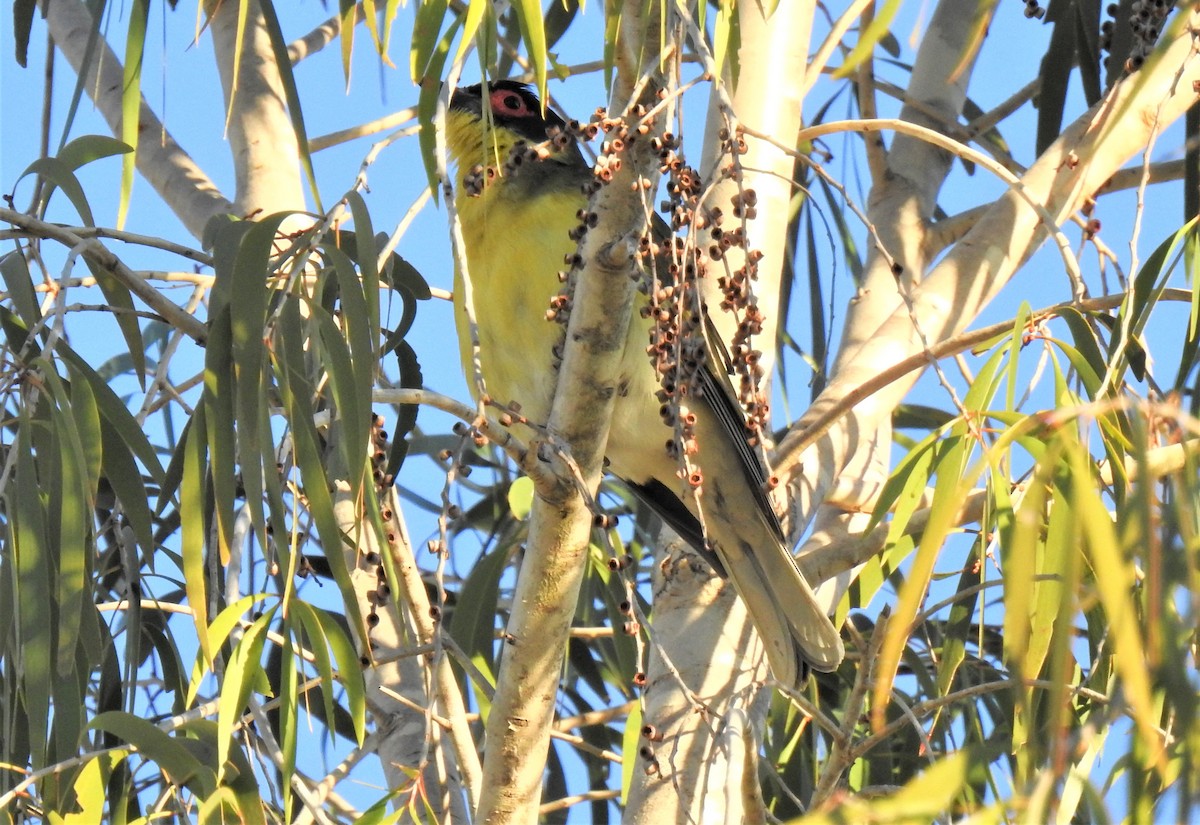 Australasian Figbird - ML620368863