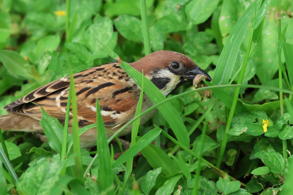 Eurasian Tree Sparrow - ML620368868