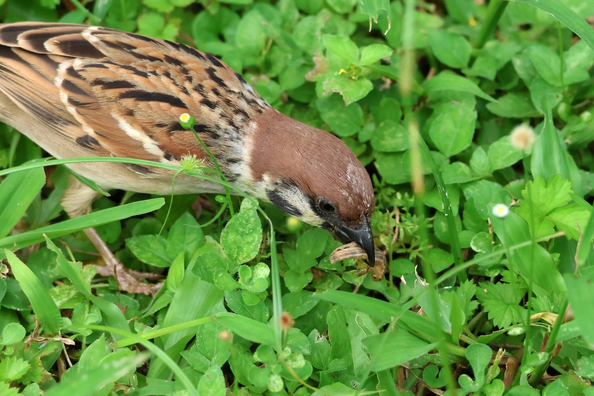 Eurasian Tree Sparrow - ML620368869