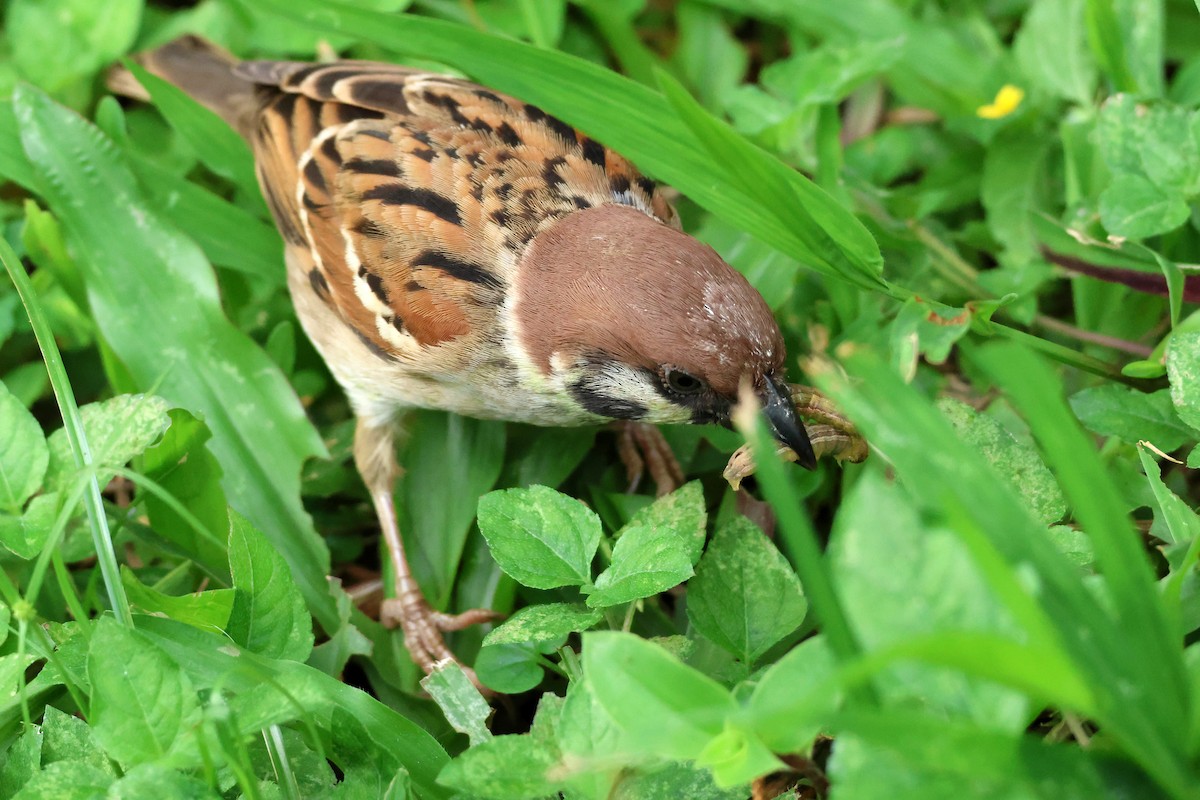 Eurasian Tree Sparrow - ML620368871