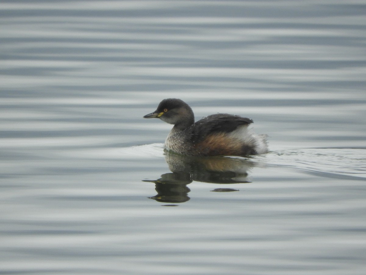 Australasian Grebe - ML620368874