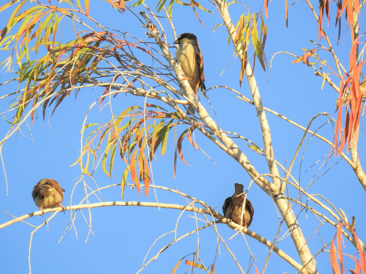 House Sparrow - ML620368880