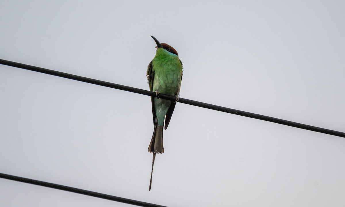 Rufous-crowned Bee-eater - ML620368884