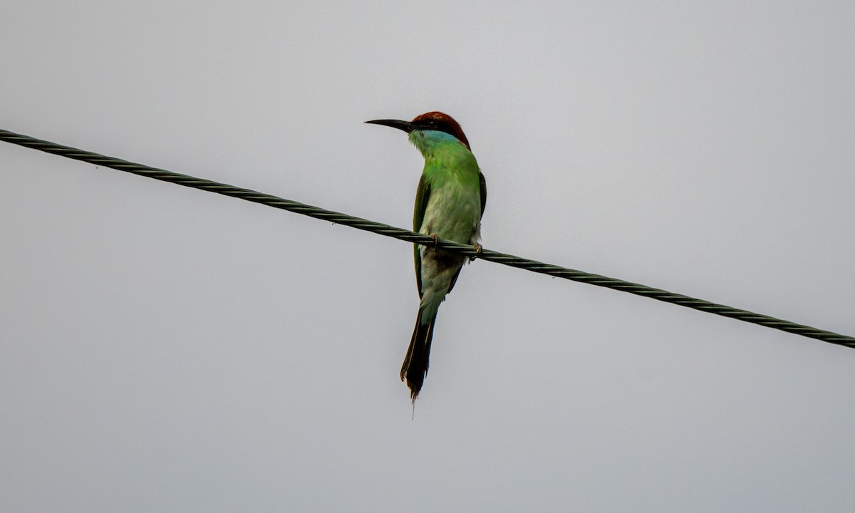 Rufous-crowned Bee-eater - ML620368885