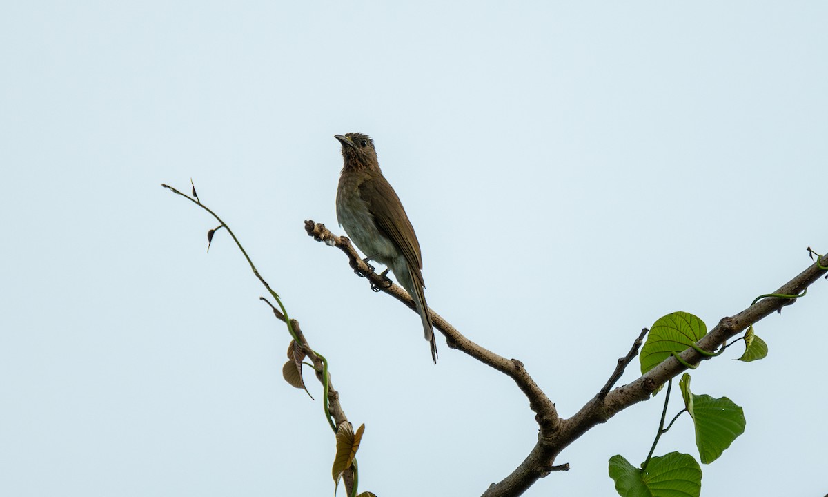 Philippine Bulbul - ML620368901