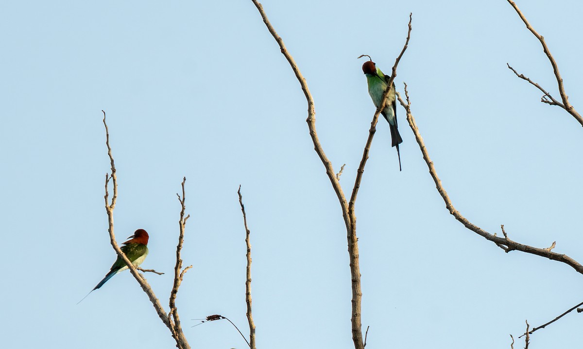 Rufous-crowned Bee-eater - ML620368912