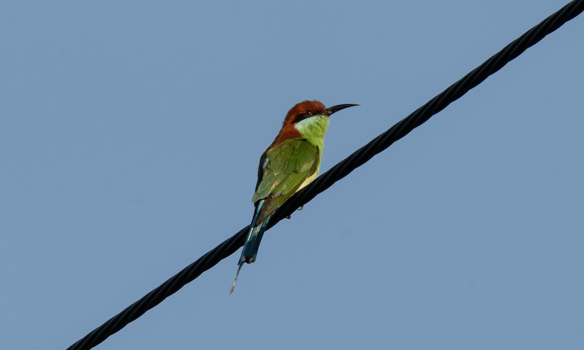 Rufous-crowned Bee-eater - ML620368922