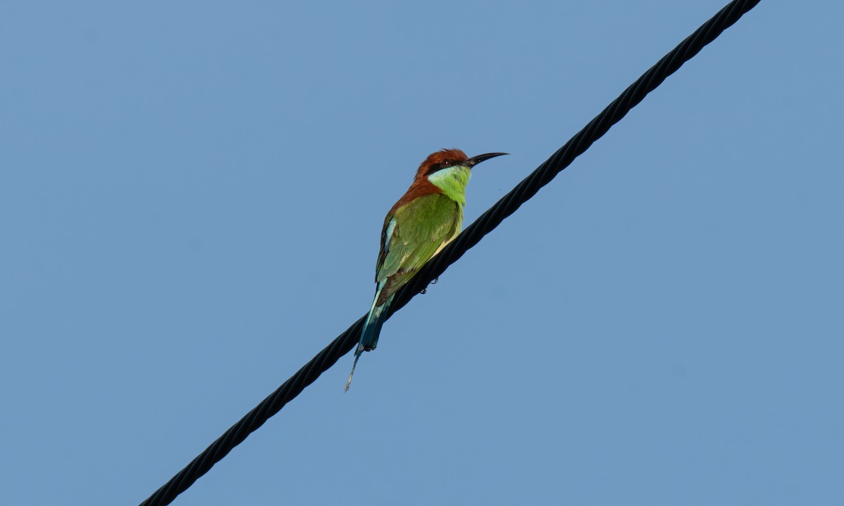 Rufous-crowned Bee-eater - ML620368923